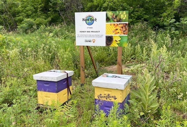 Honey bee project