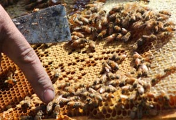 Honey bees